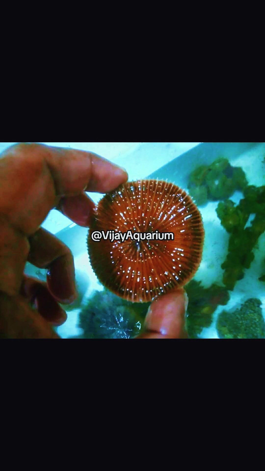 @Vijay Marine
