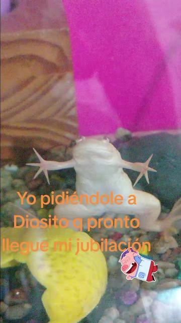 @elmetalero_