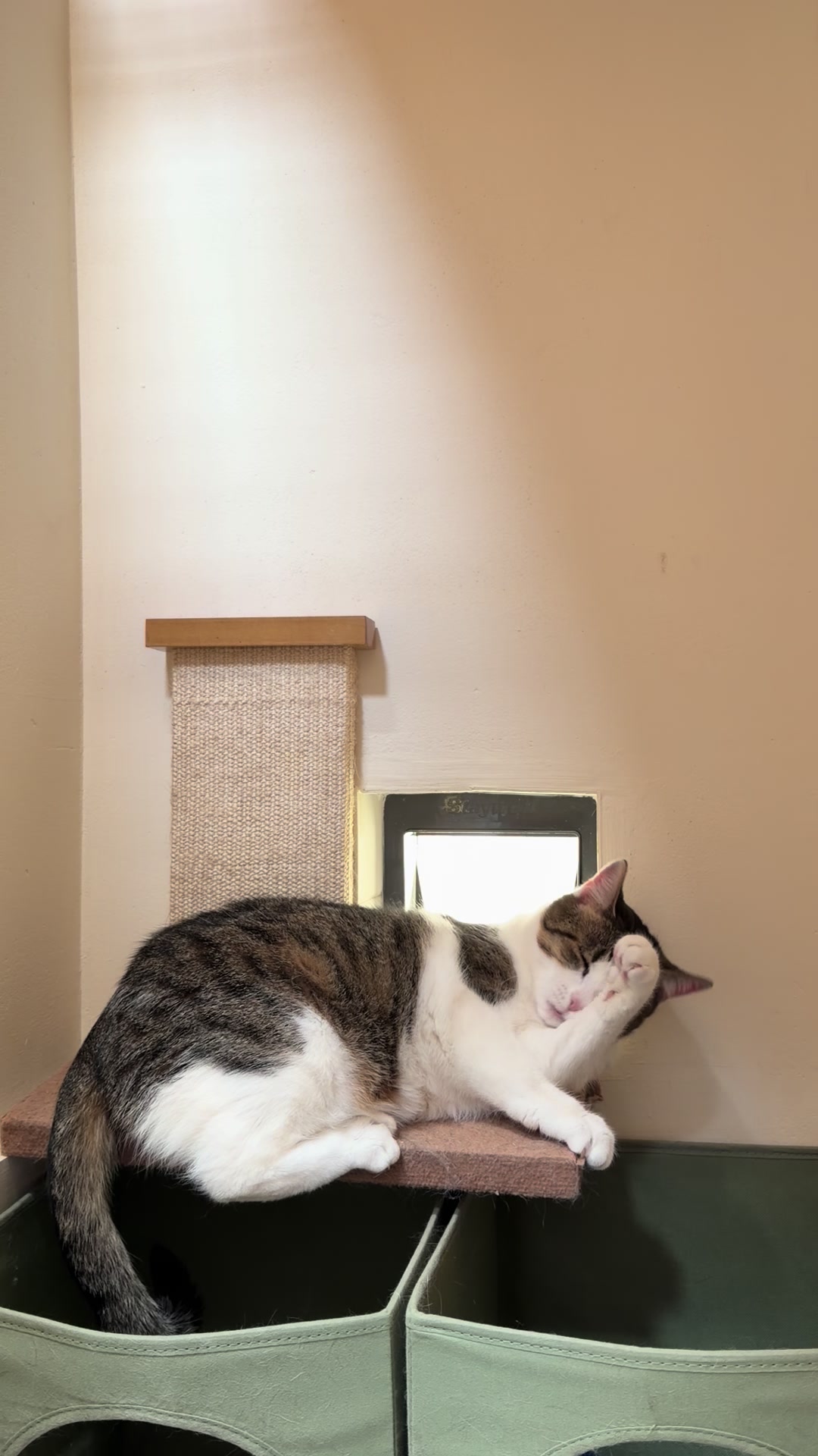 @Herongate Village Cattery