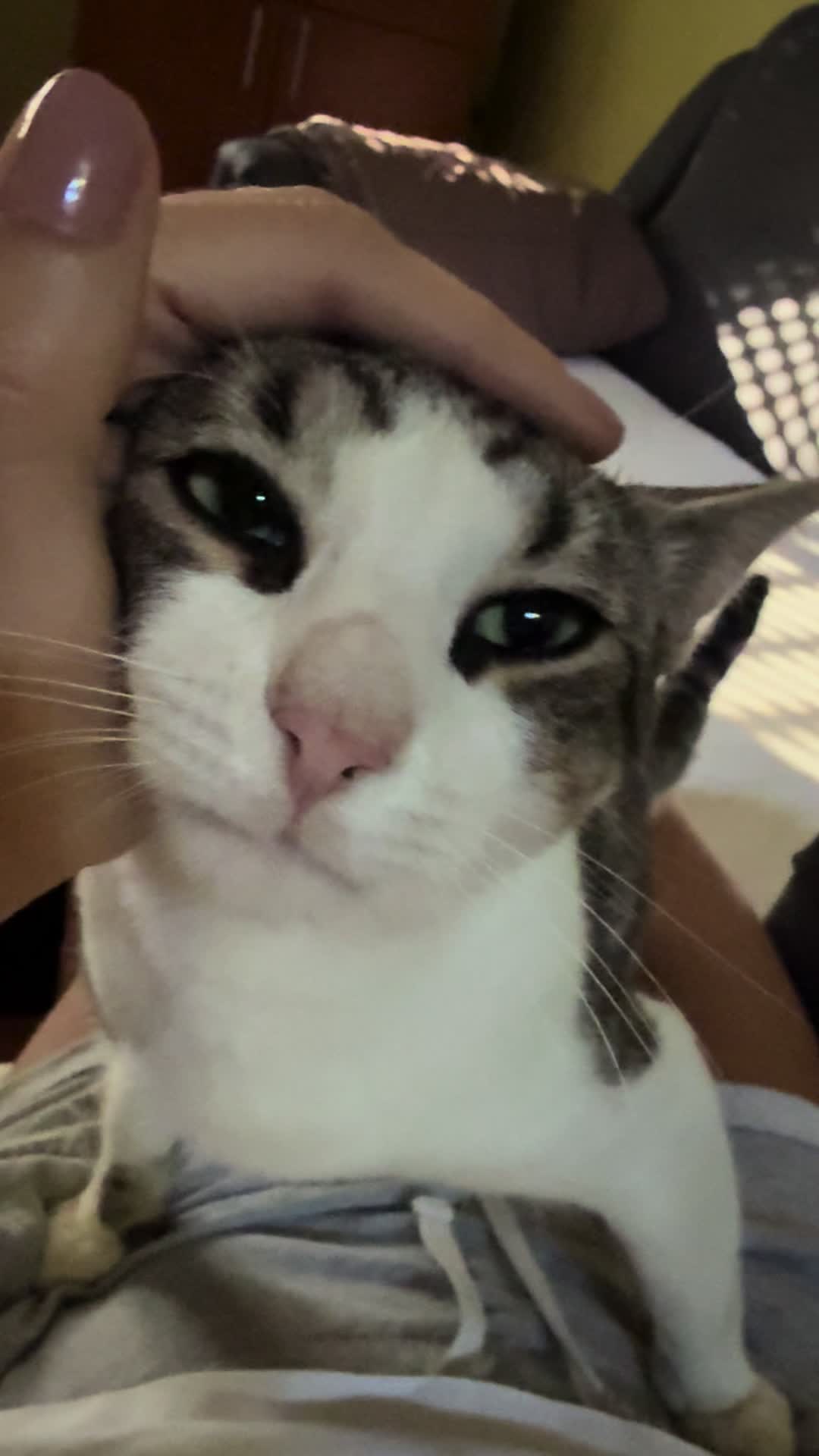 @Sladja🐱