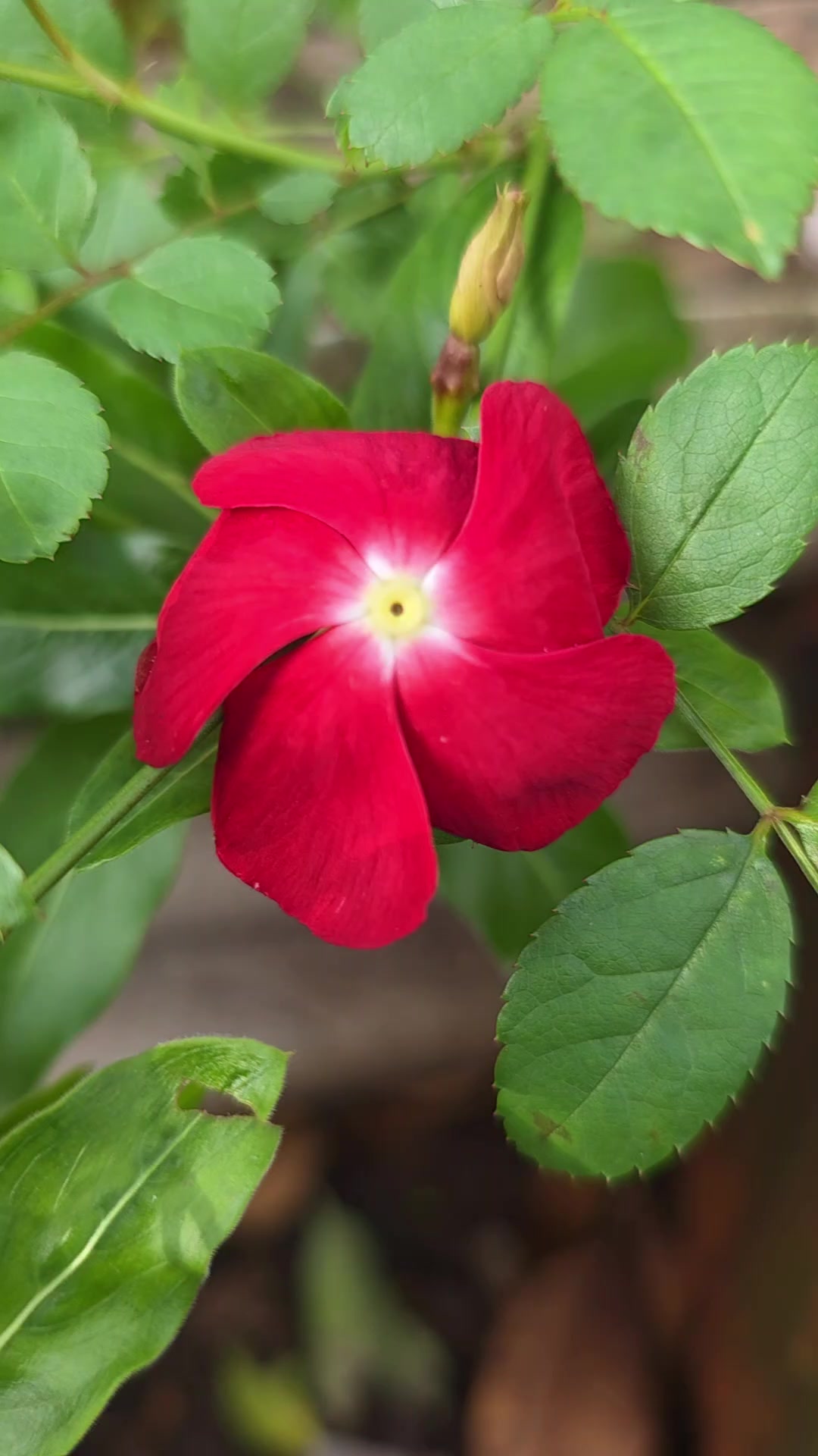 @Dicas e Receitas Naturais