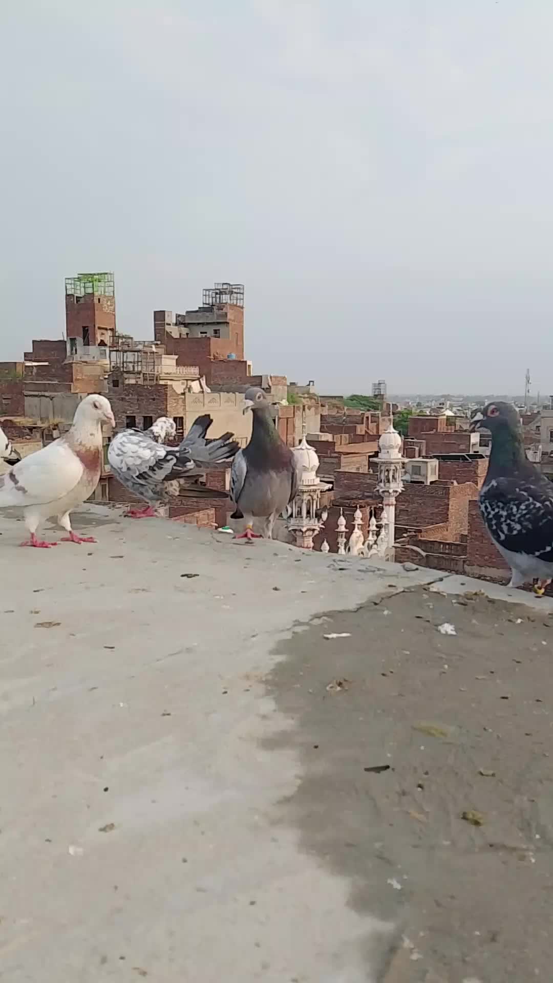@بلال وسیر✨