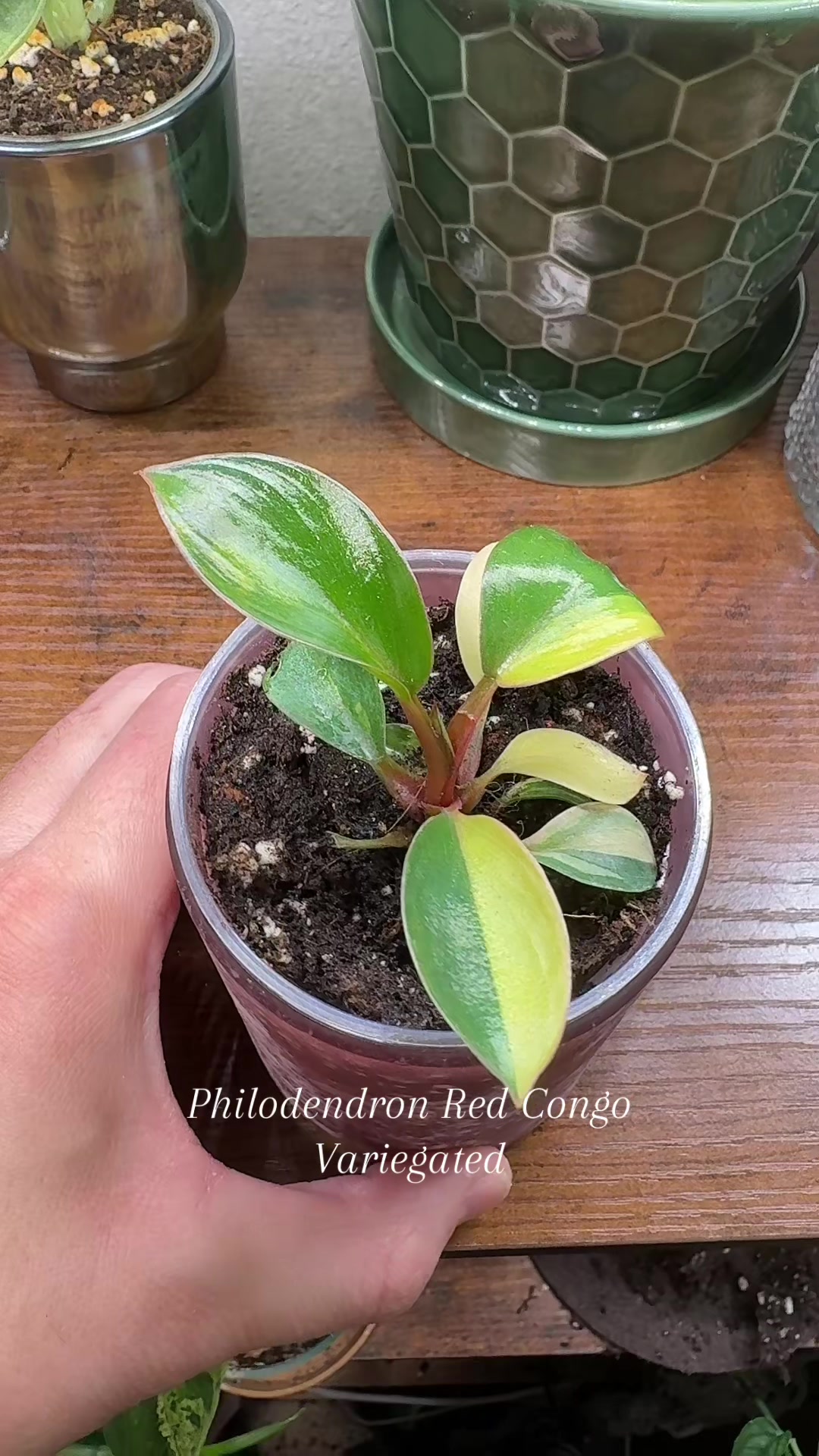 @Plant Girly Erin 🌱💚