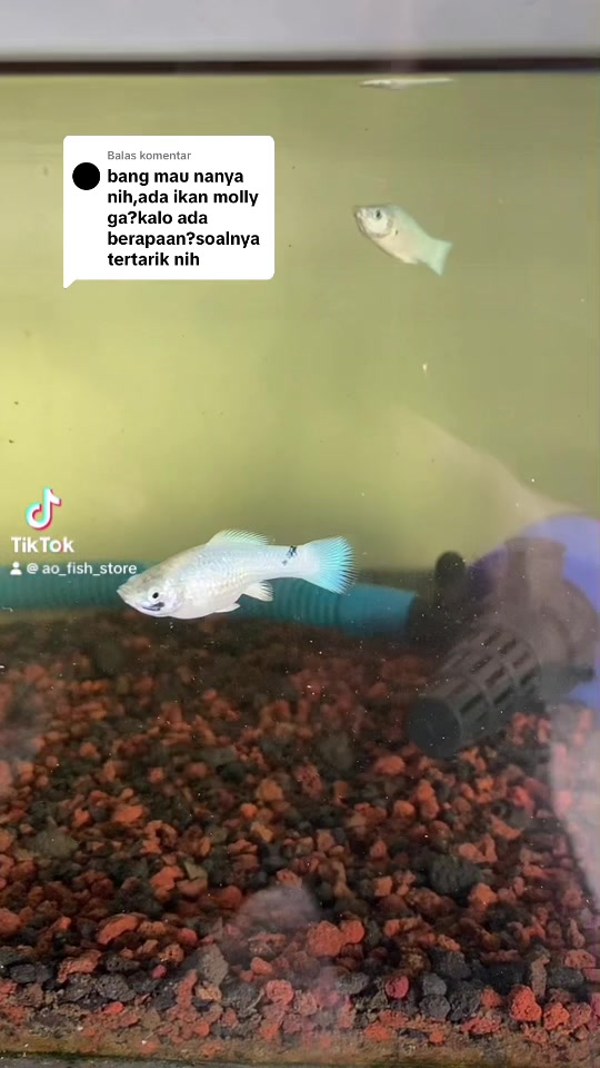 @Animal Lovers Shop