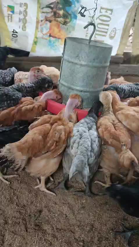 @Criatório Fênix 🐦🔥