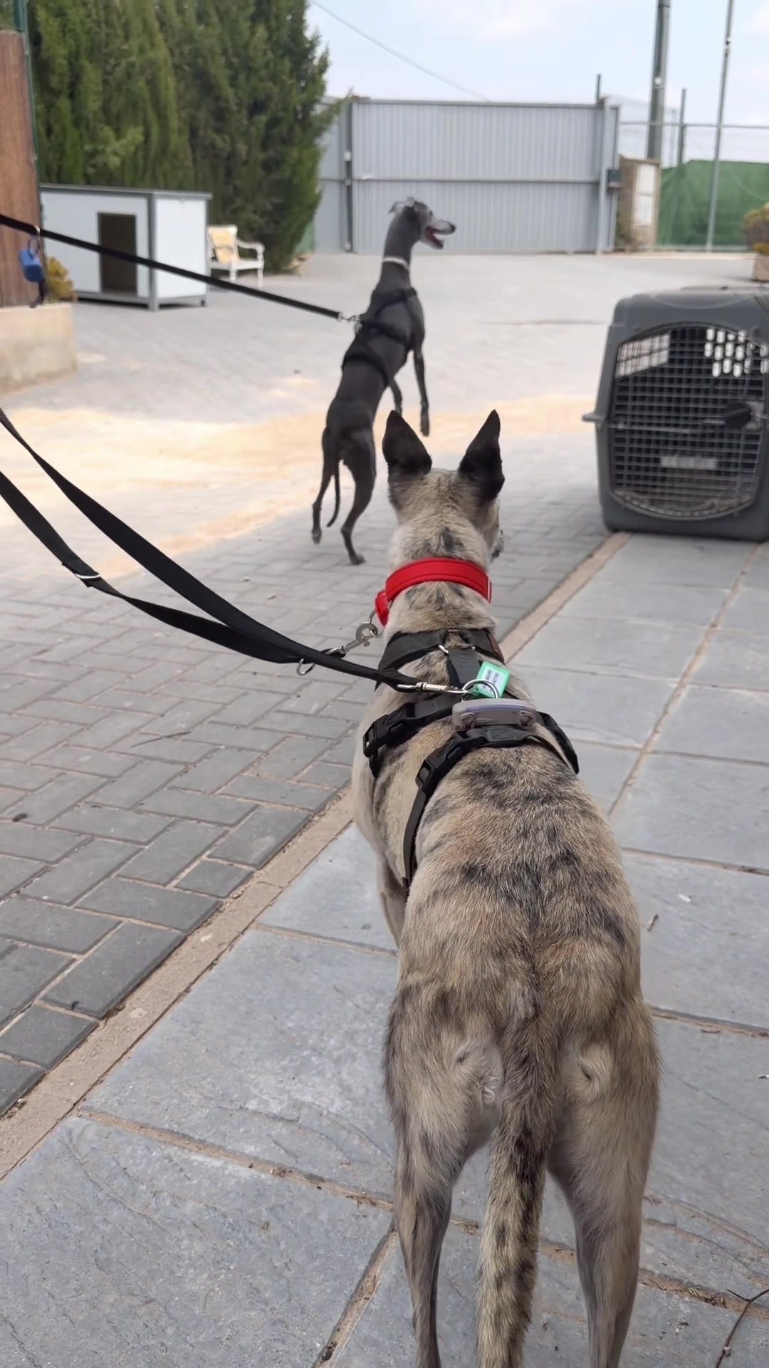 @Galgos del Sol