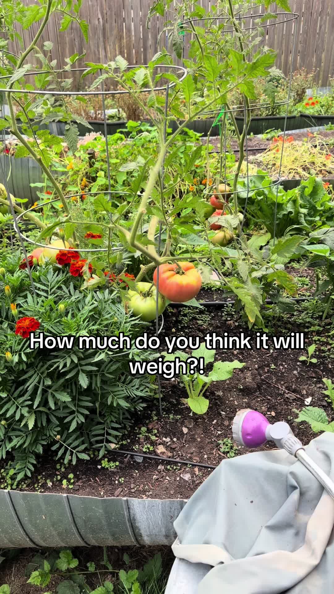 @Lyndsey - Backyard Family Farm