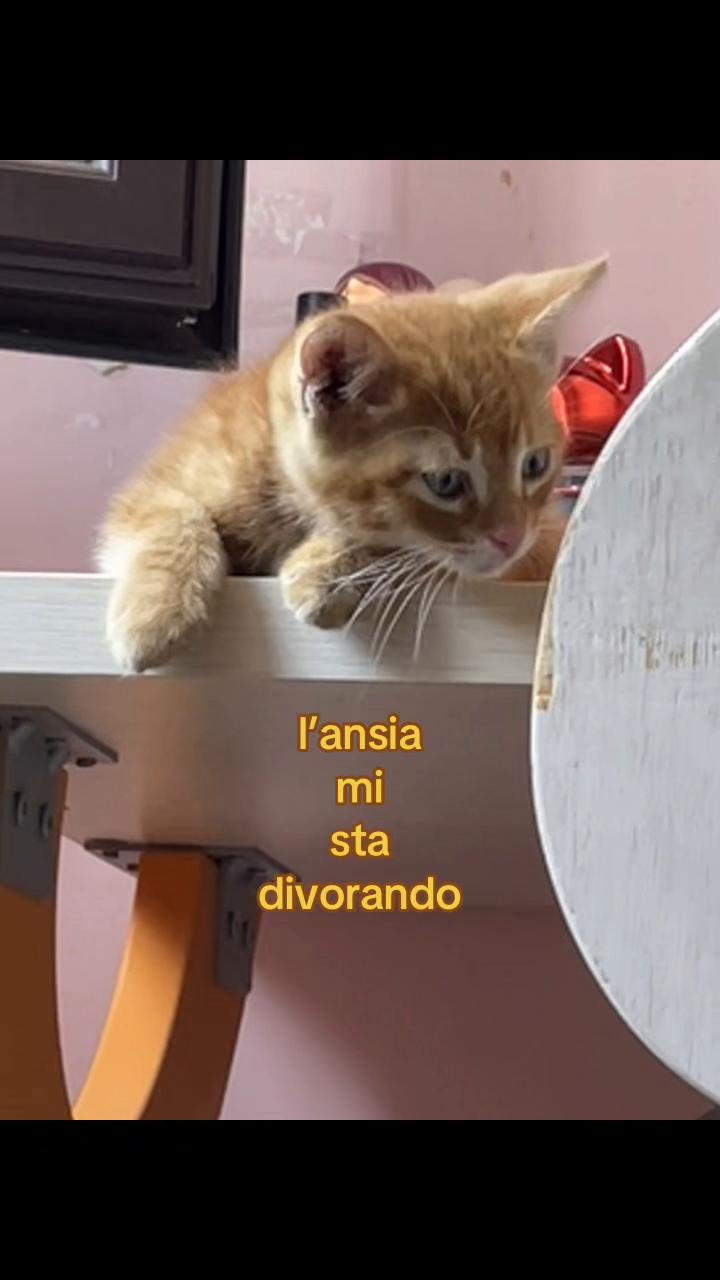 @account_sfogo🎗️