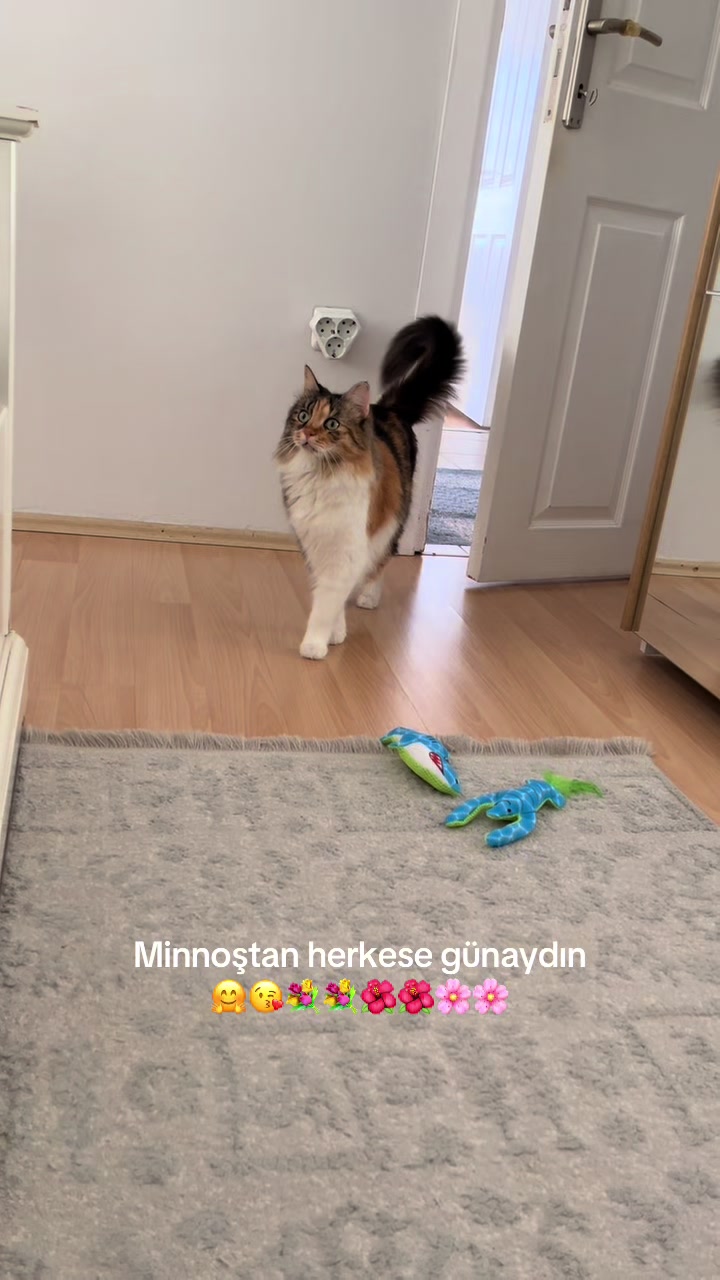 @konusankediminnos