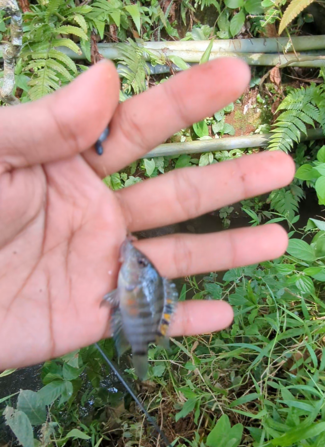 @Mancing Everyday