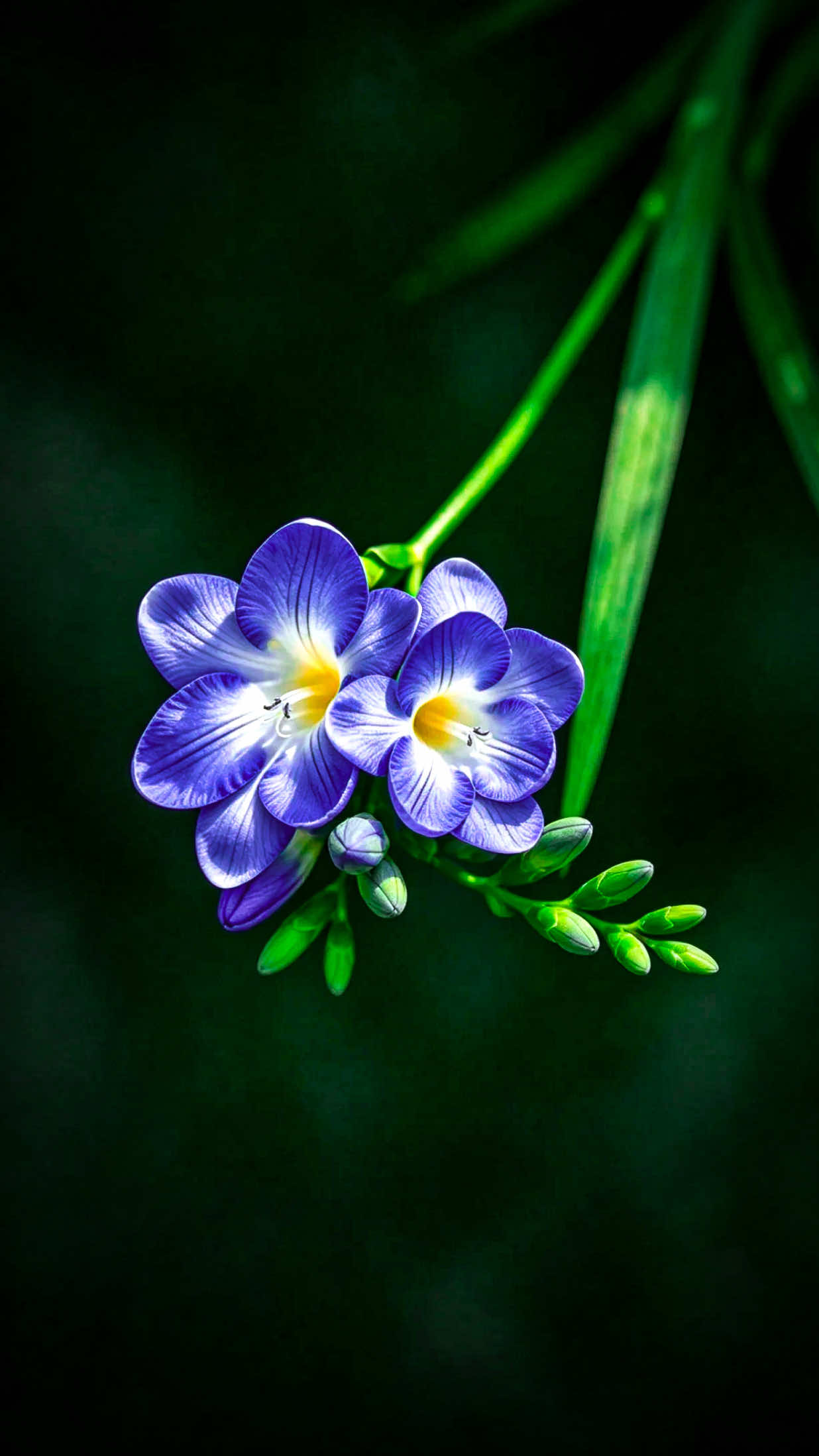 @𝑻𝒂̂𝒏 𝑻𝒉𝒊