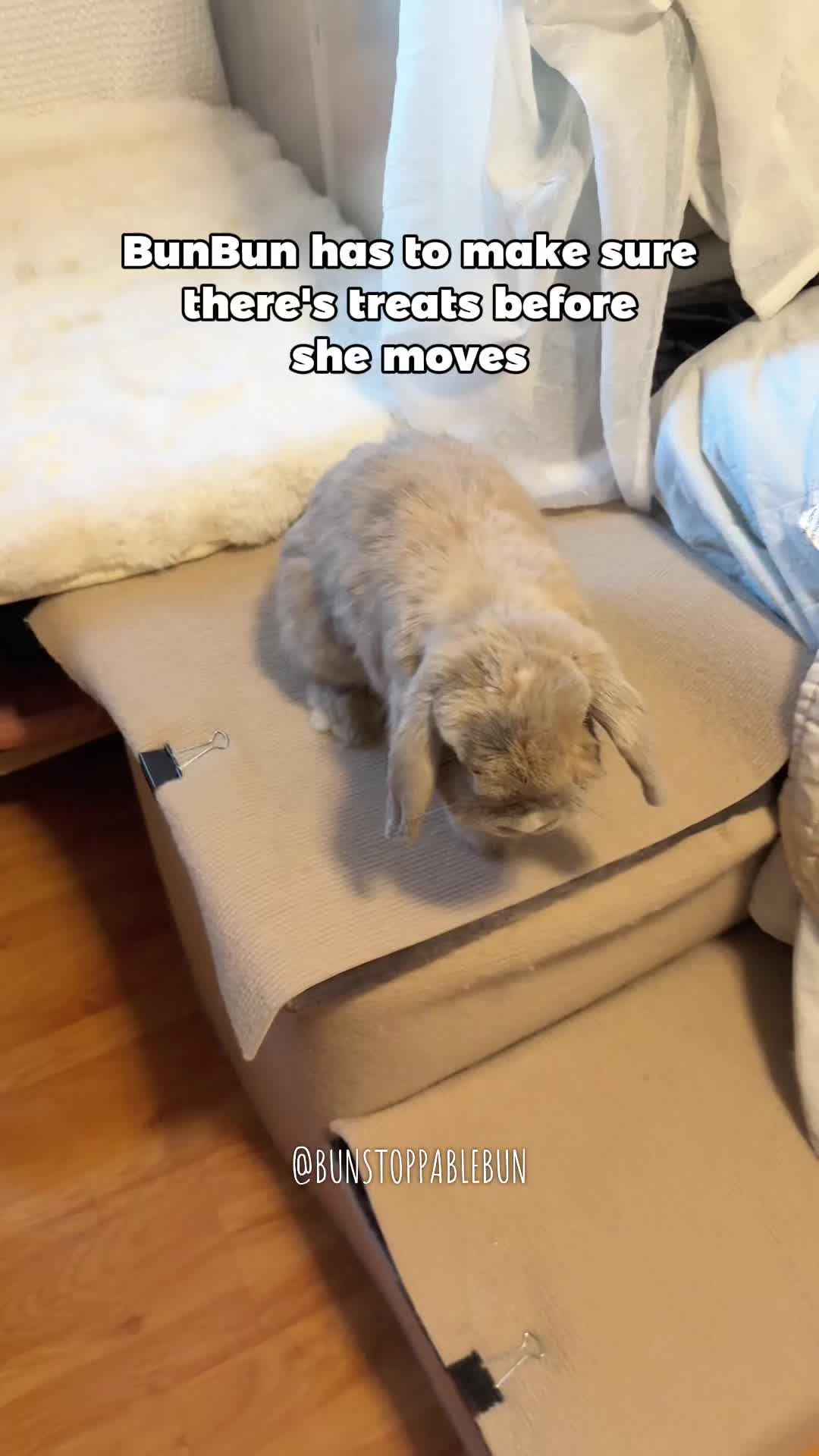 @BunBun, Mochi🌈, Chewy
