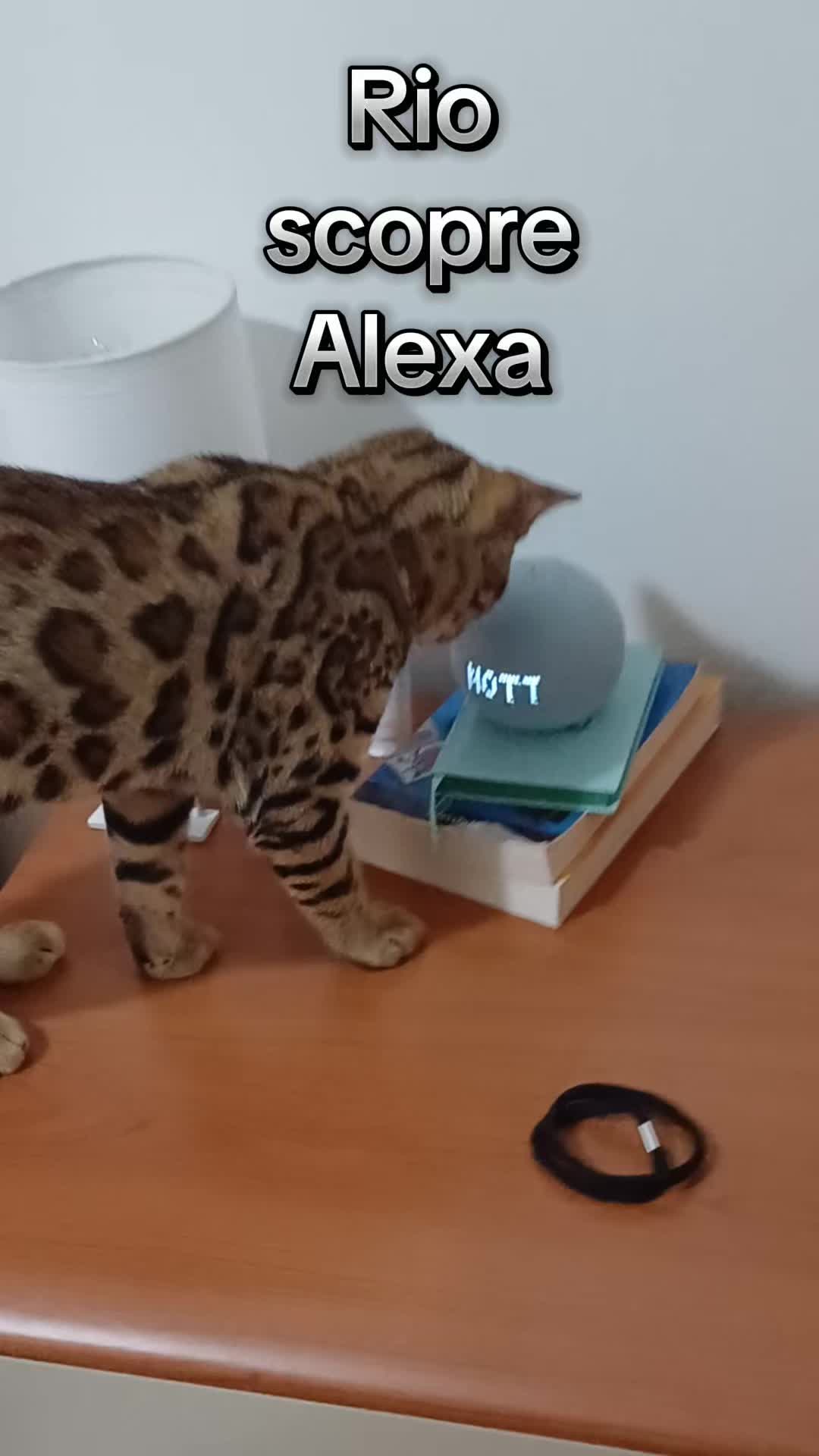 @Rio.supercat