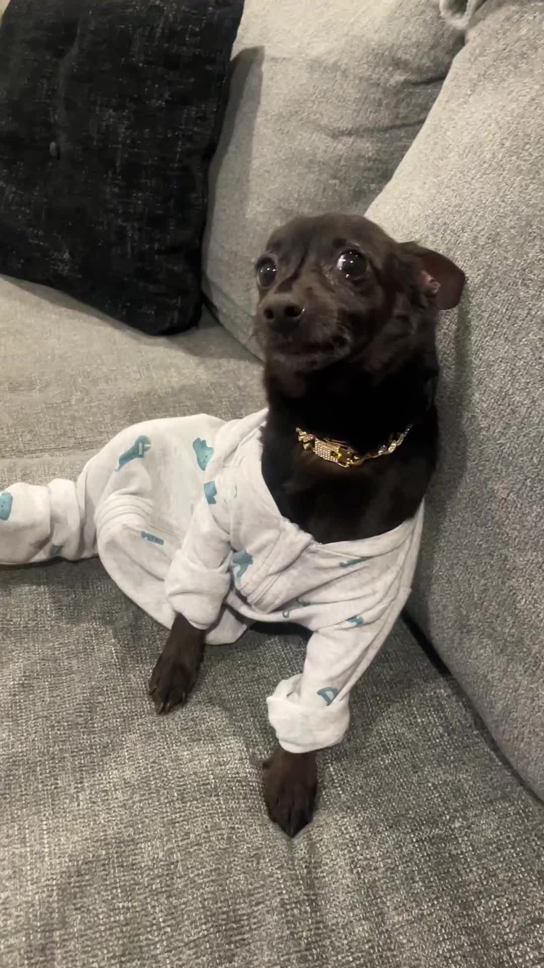 @Blackjack_Chihuahua