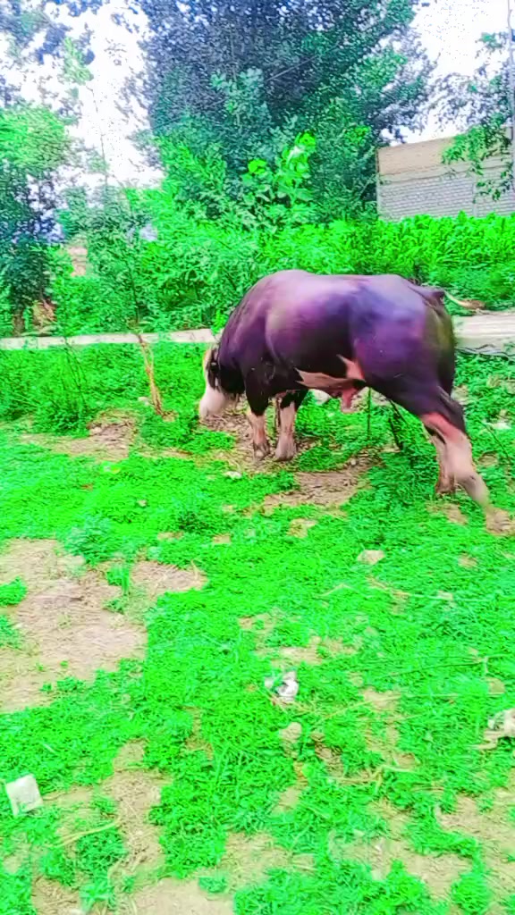 @ASAD Sarkar123