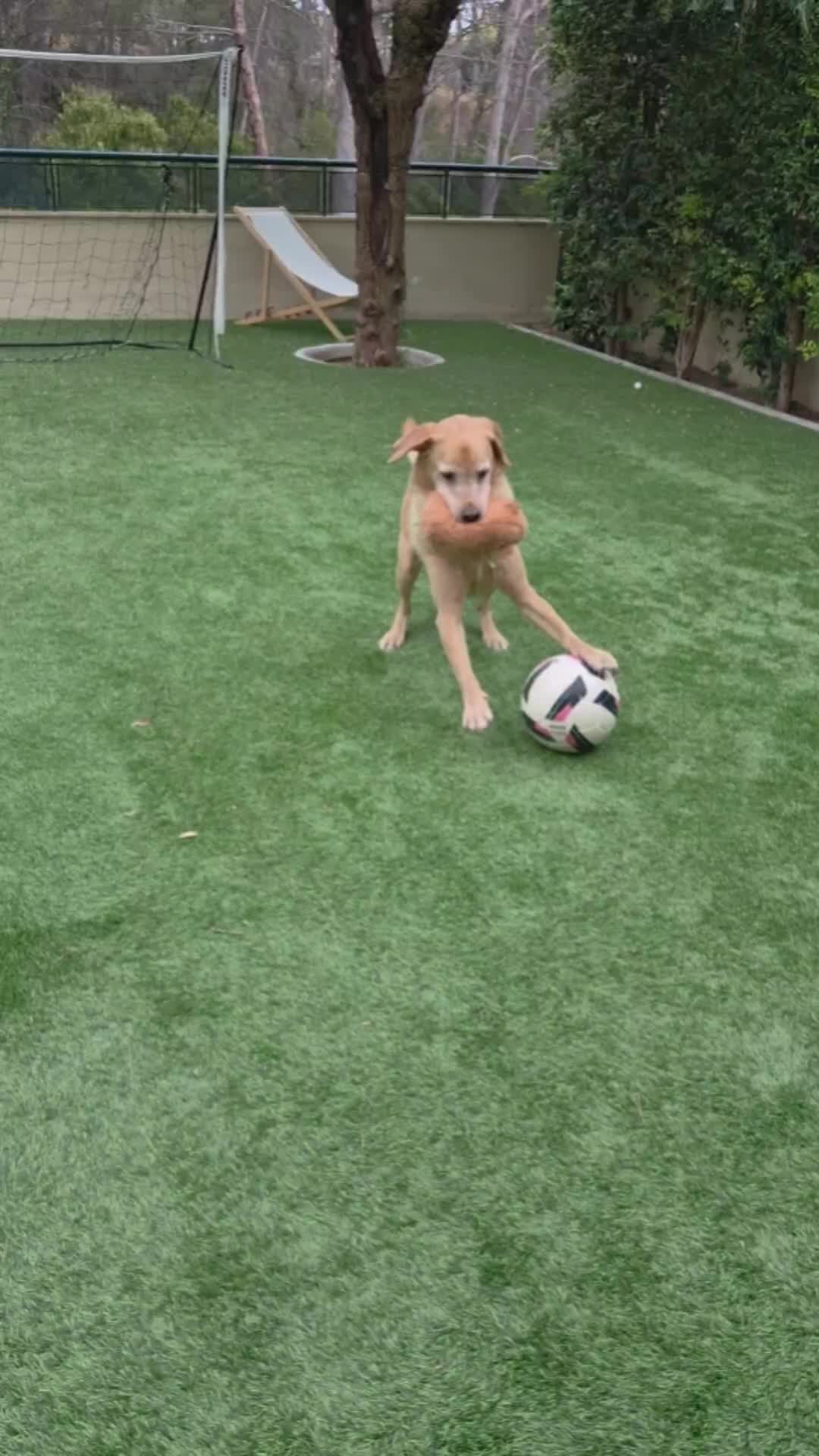 @MessiPaws