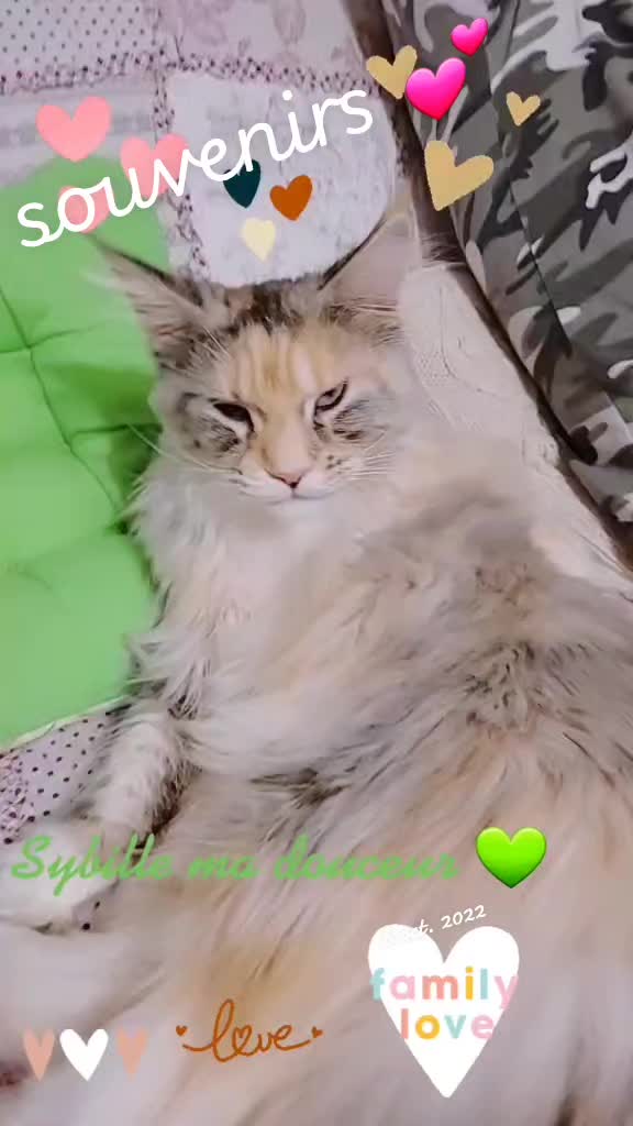 @💫🍃Evy2b🌸💫
