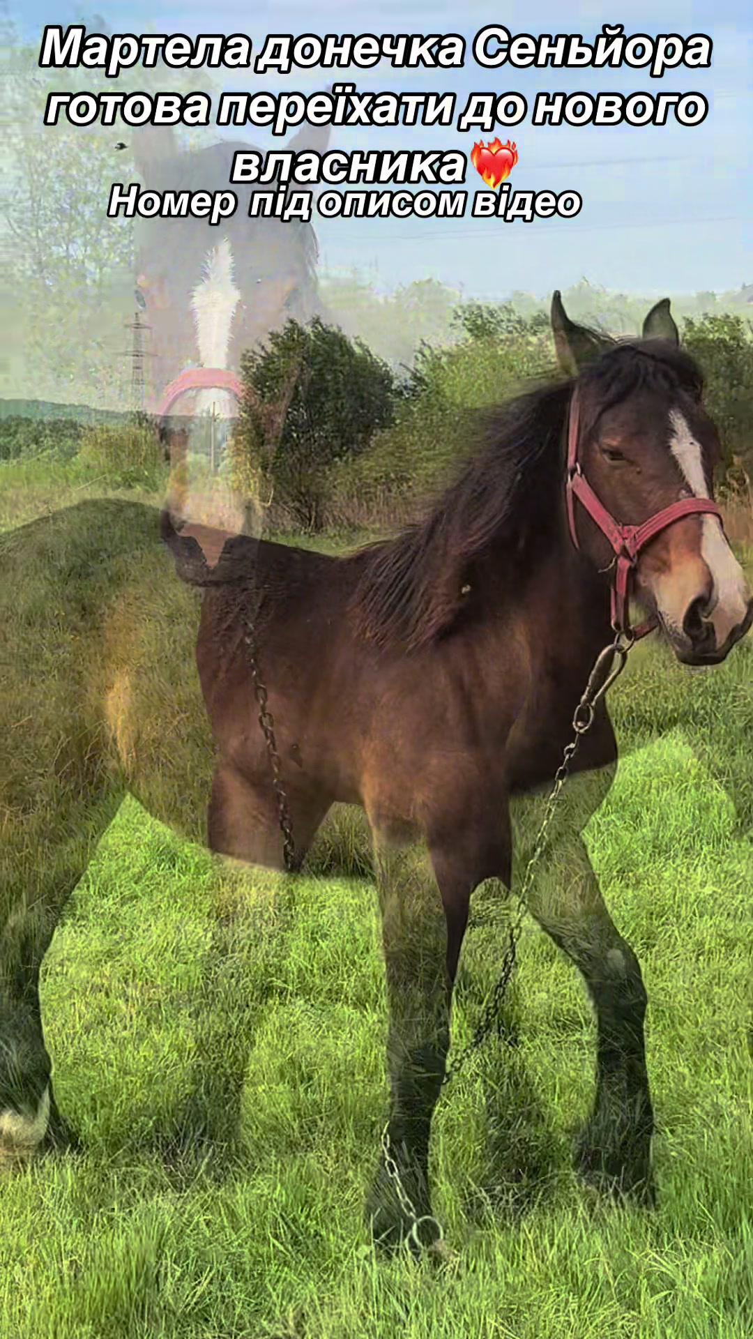 @_horses_farm_syrosh_