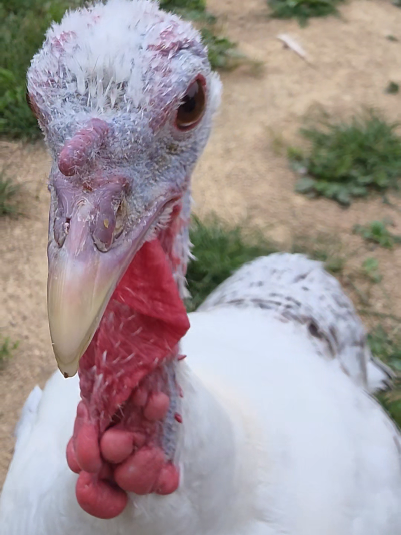 @HarmonyHillFarmSanct