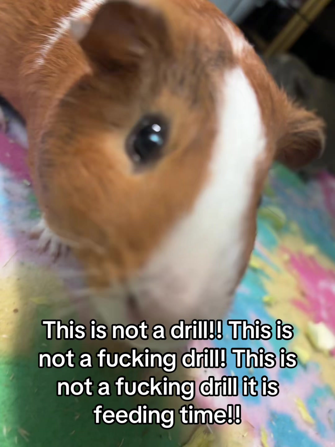 @Buzzballbriseis