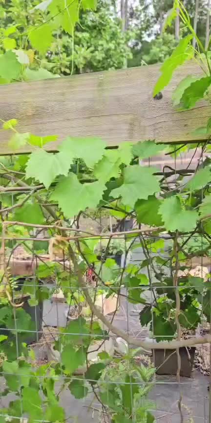 @Roxy Heart