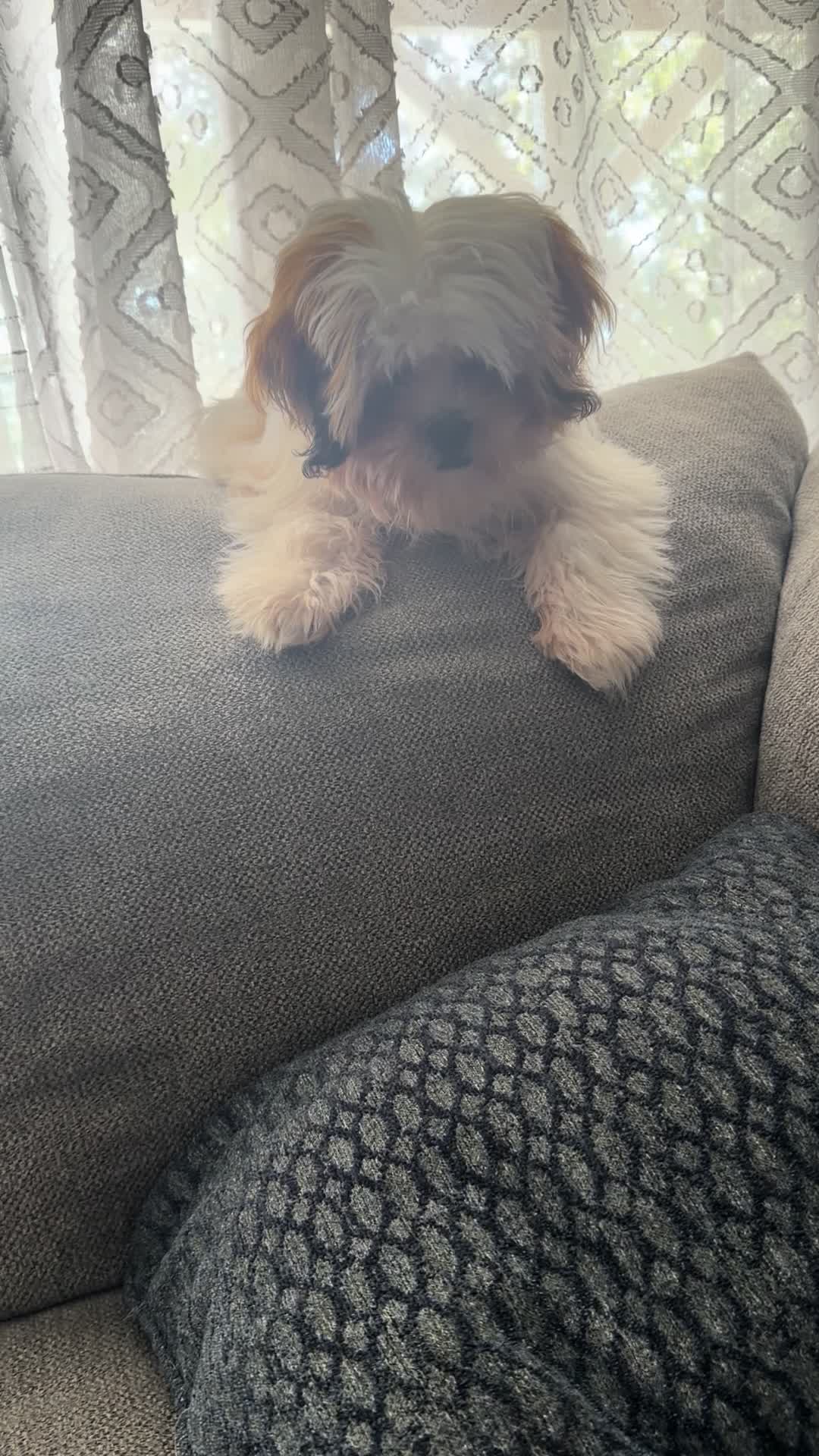@Crispín_y_mia_shihtzu_puppies.
