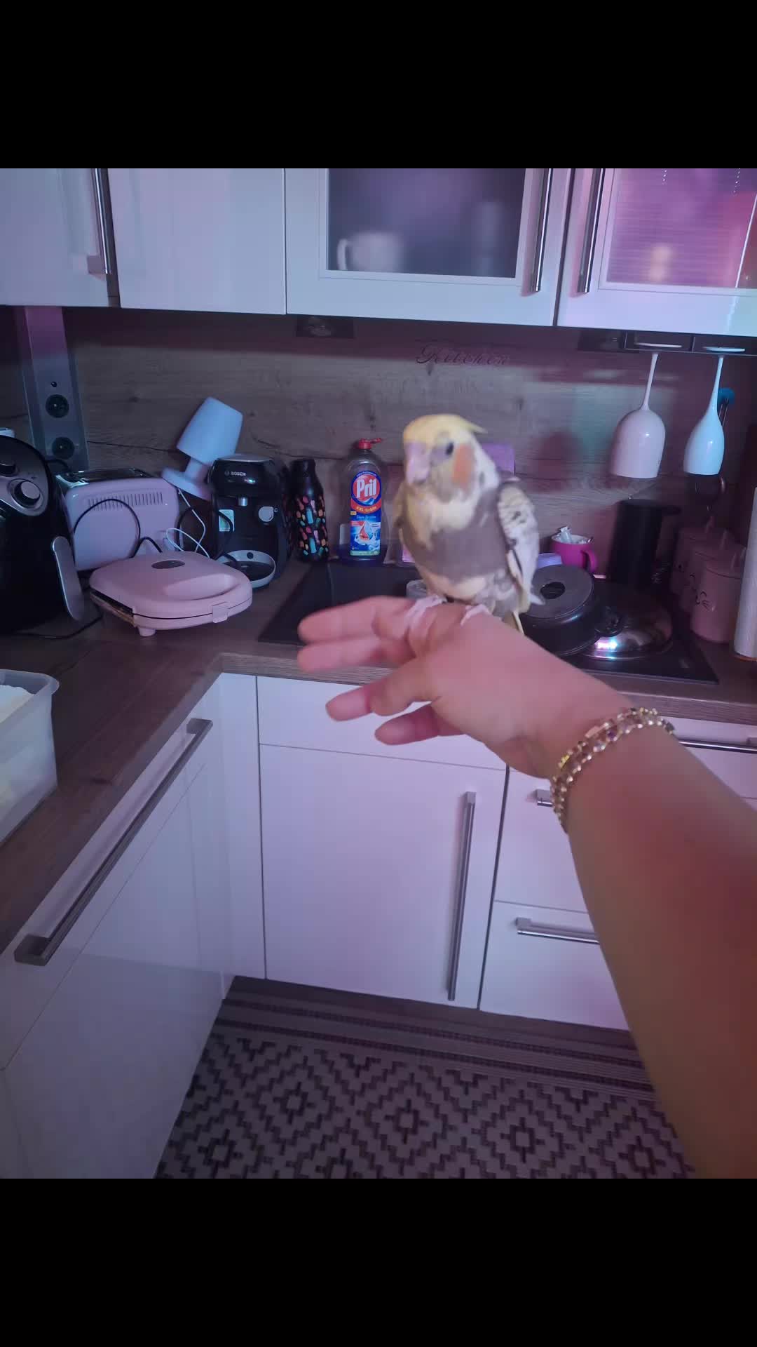 @LaBella 🐾 Tierparadies 🦜🦮🐶