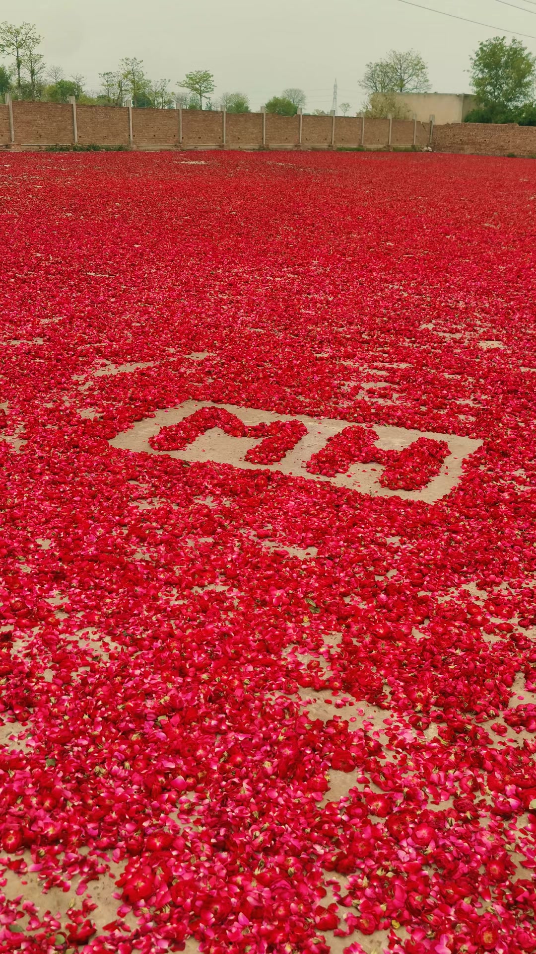 @🌷𝐒𝐇𝐀𝐍 𝐅𝐋𝐎𝐖𝐄𝐑𝐒🌷