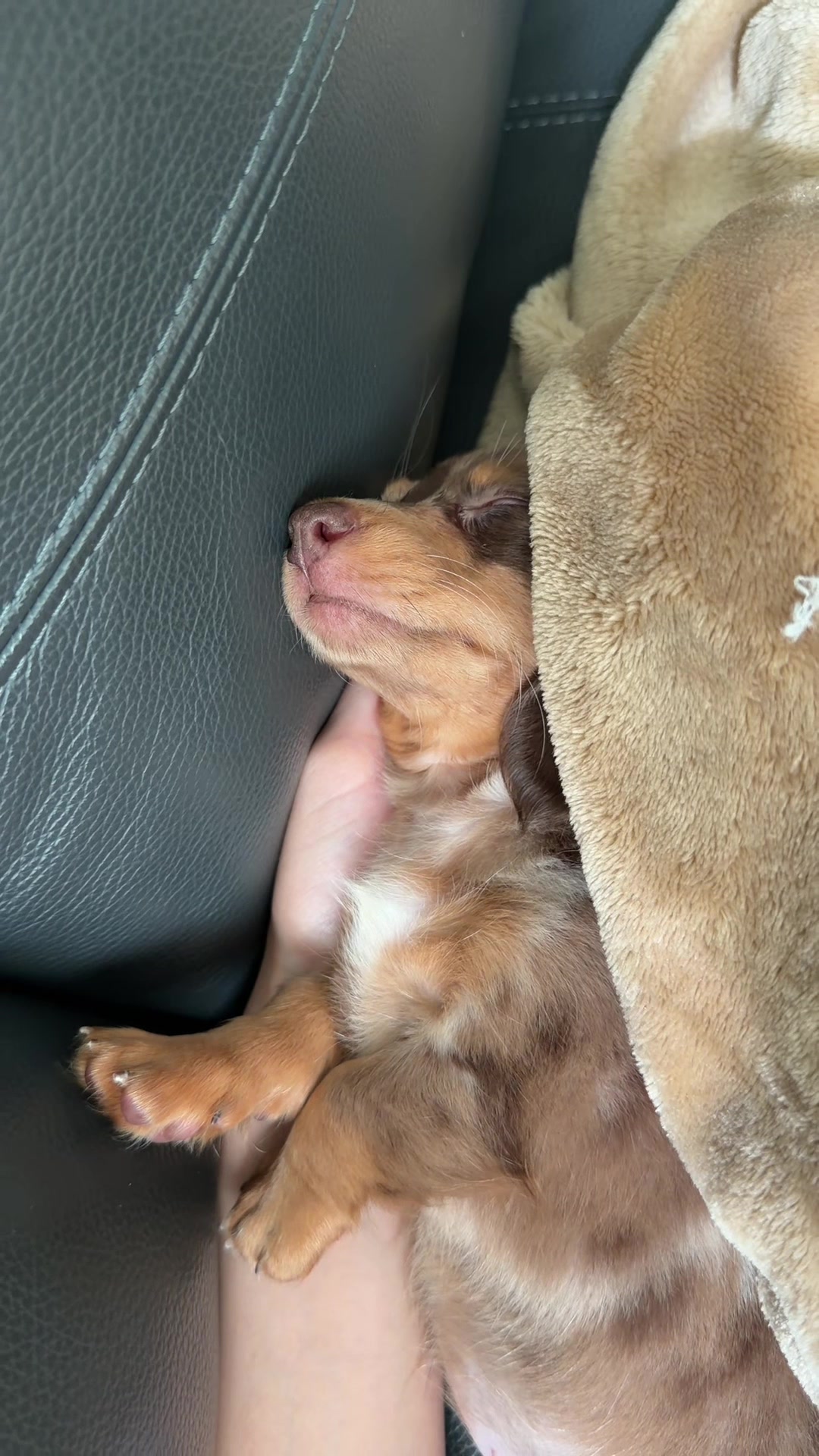 @Oli the Mini Doxie
