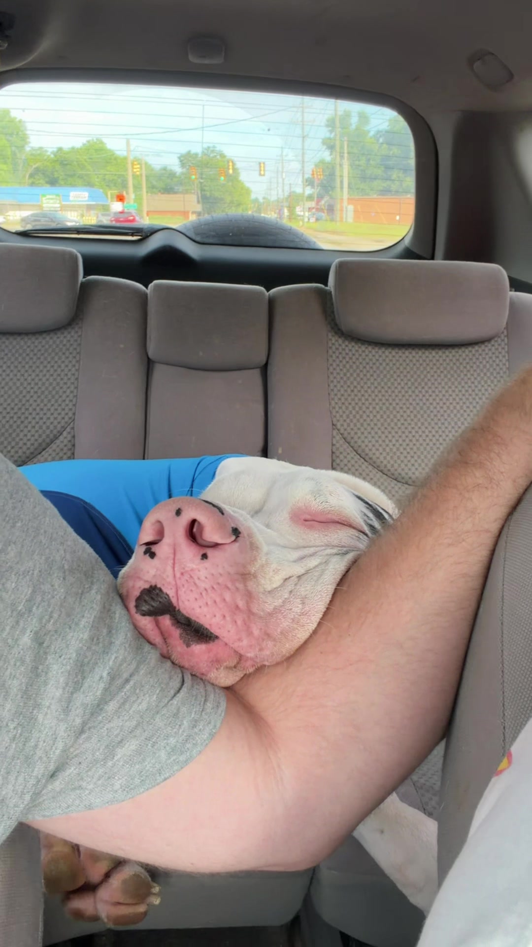 @stonethedane
