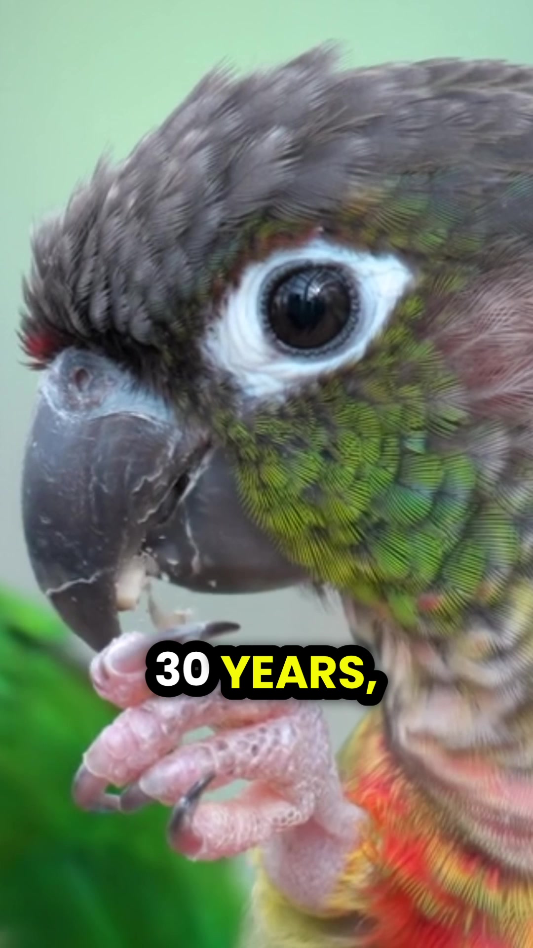 @Learn Parrots