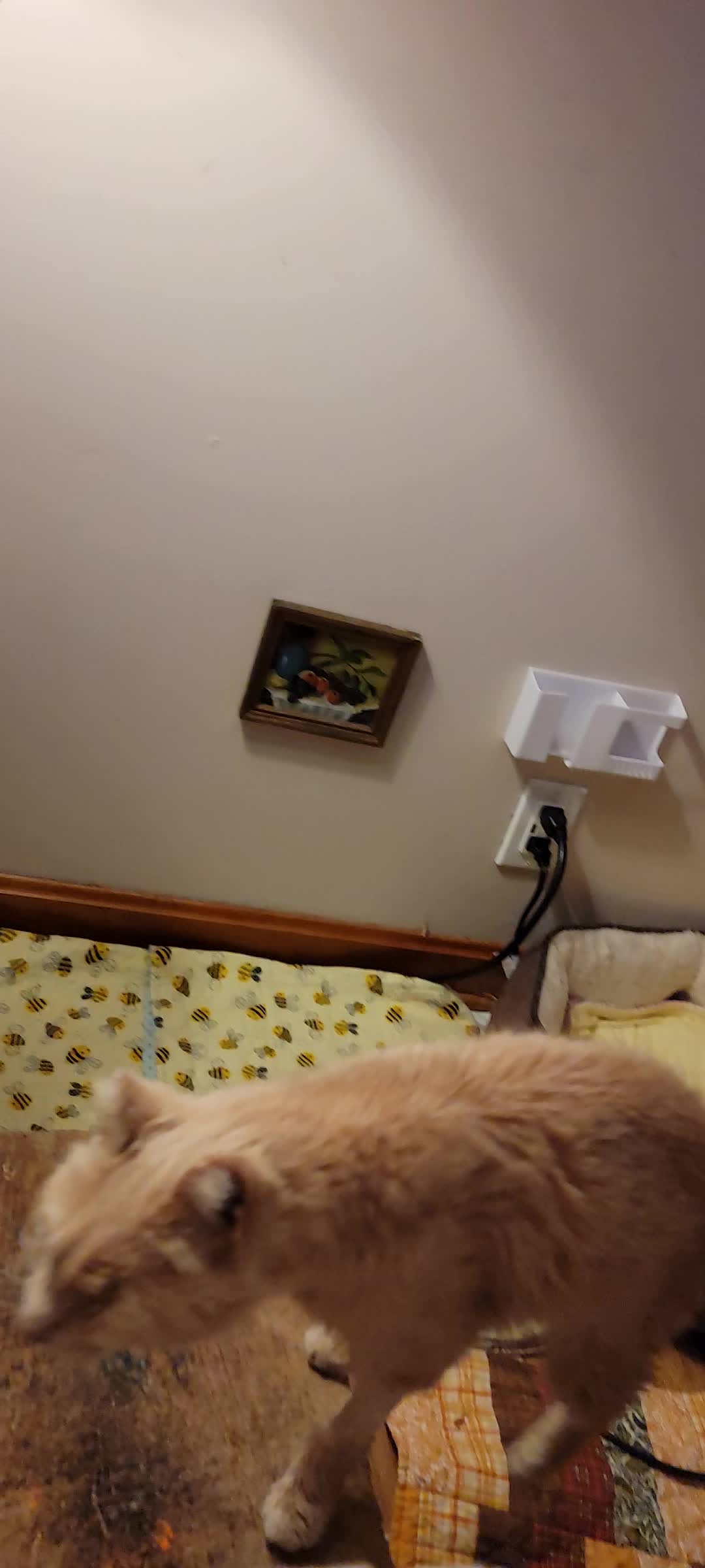 @No More Sad Kitties