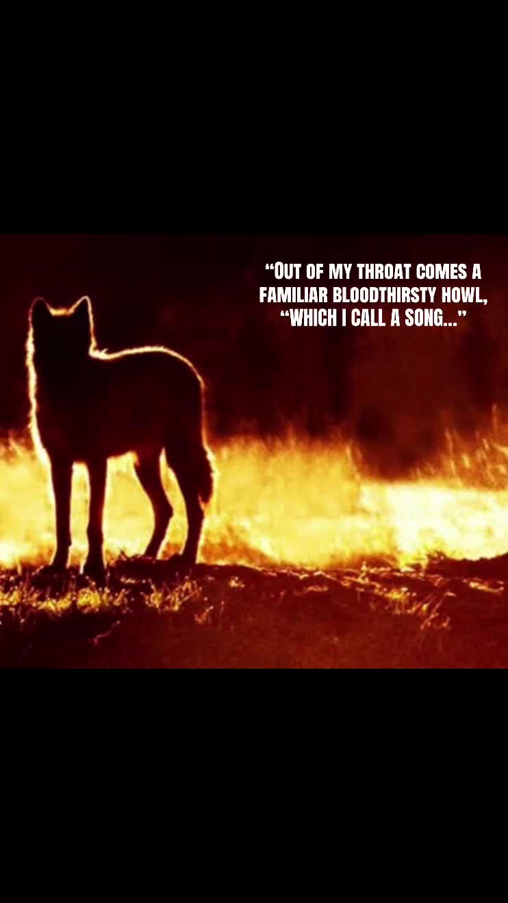 @🪬Conscious_LoneWolf🐺