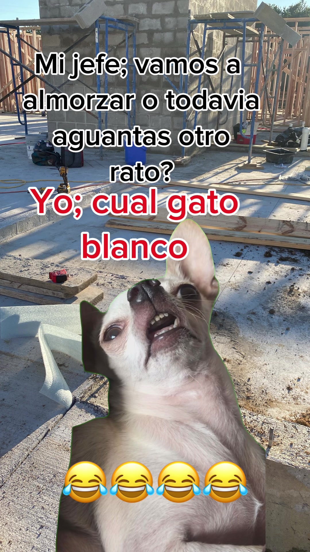 @the_pollo18