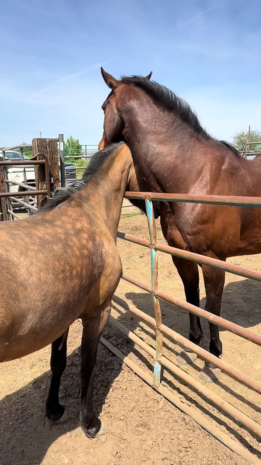@Cowgirl Tuff Colt Training ❤️