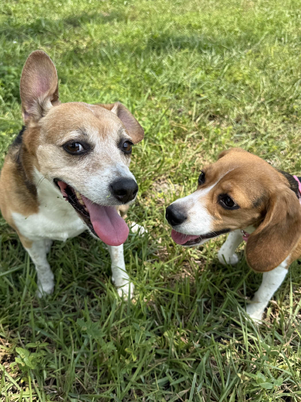 @Rare the Rescue 🐶🐾💕