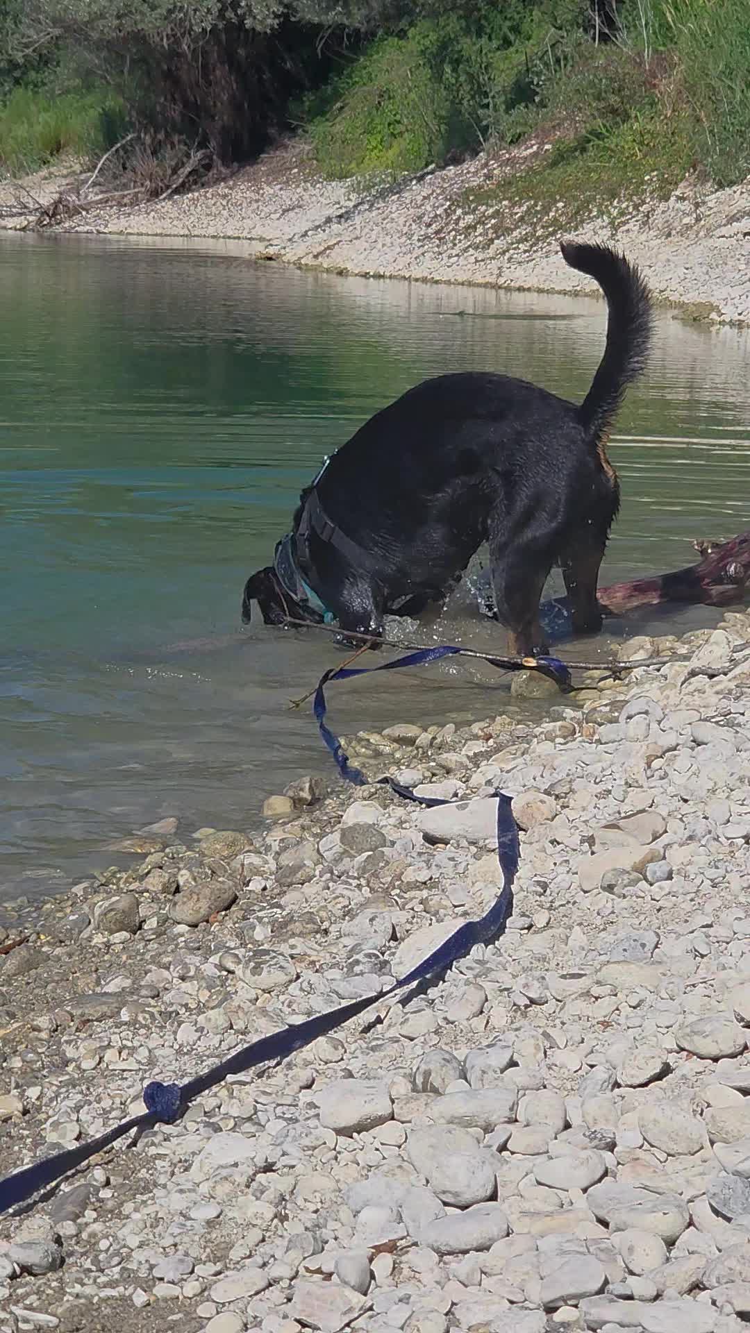 @Loki der Rottweiler