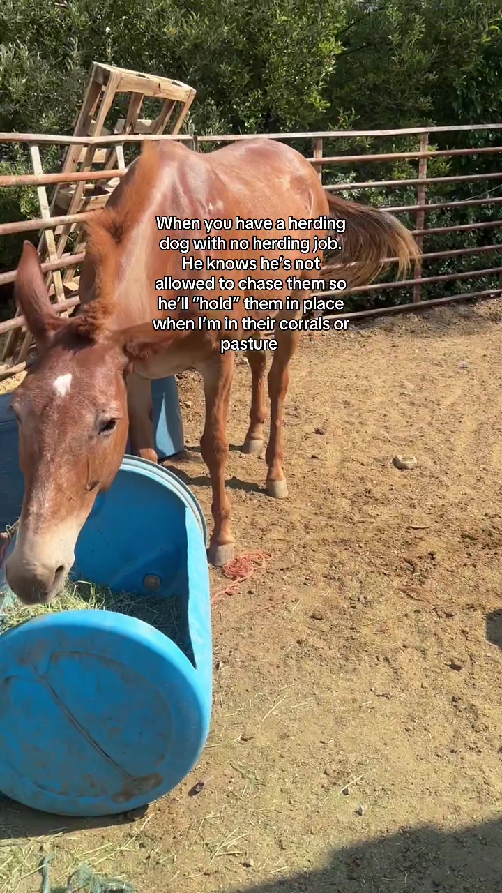 @wild.horsewoman