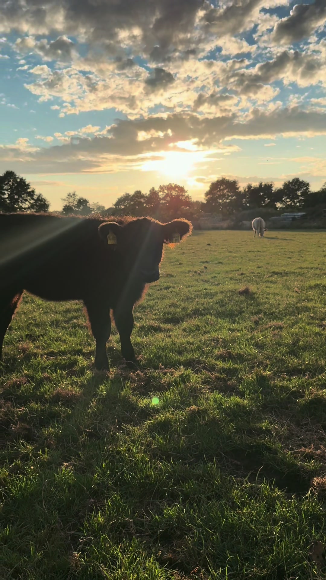 @♥️My little Ranch♥️