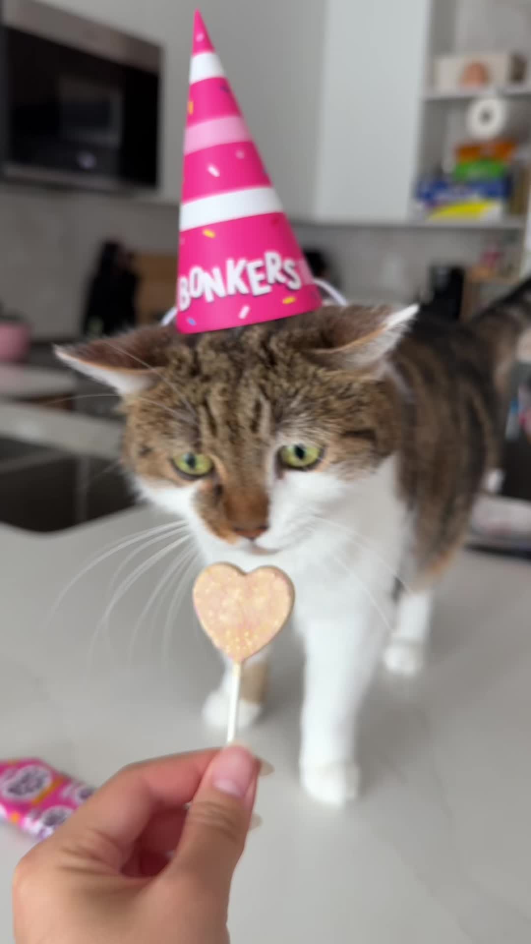 @Suki Purrs