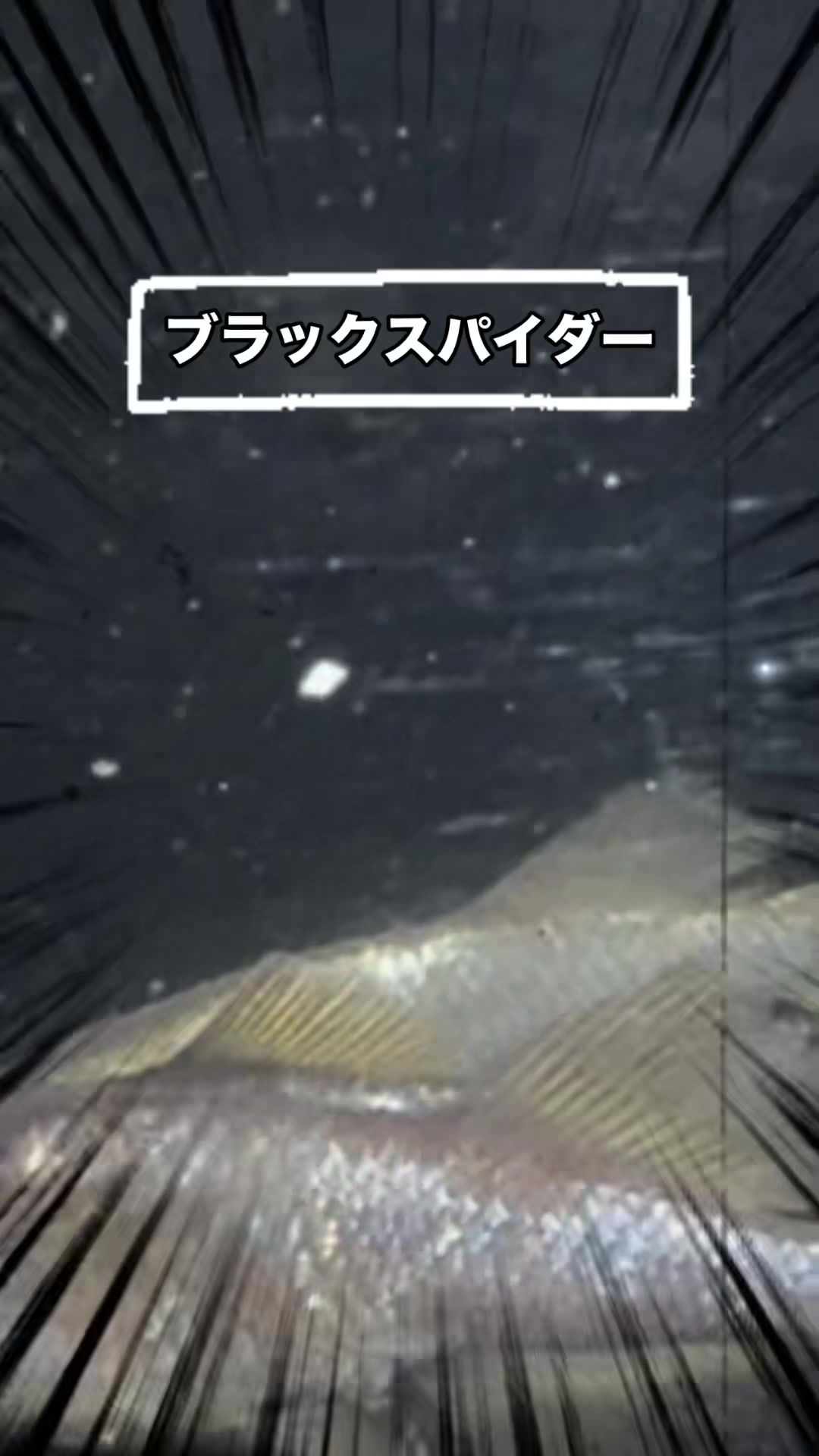 @MEGAめだか