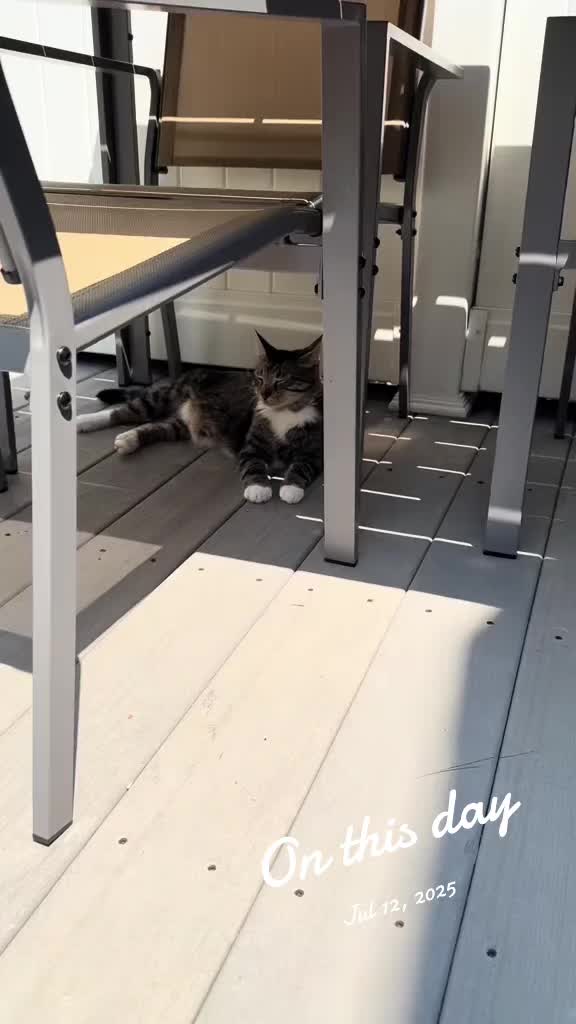 @TailsandWhiskersCo