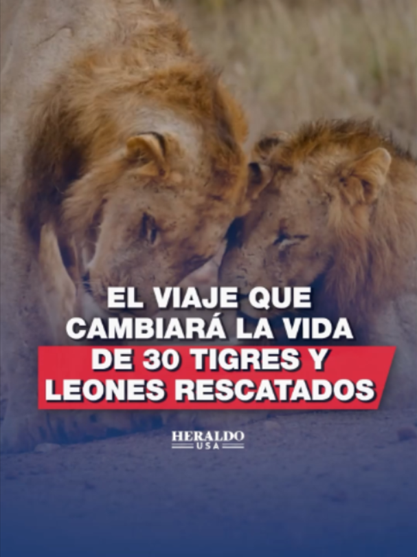 @elheraldodemexico