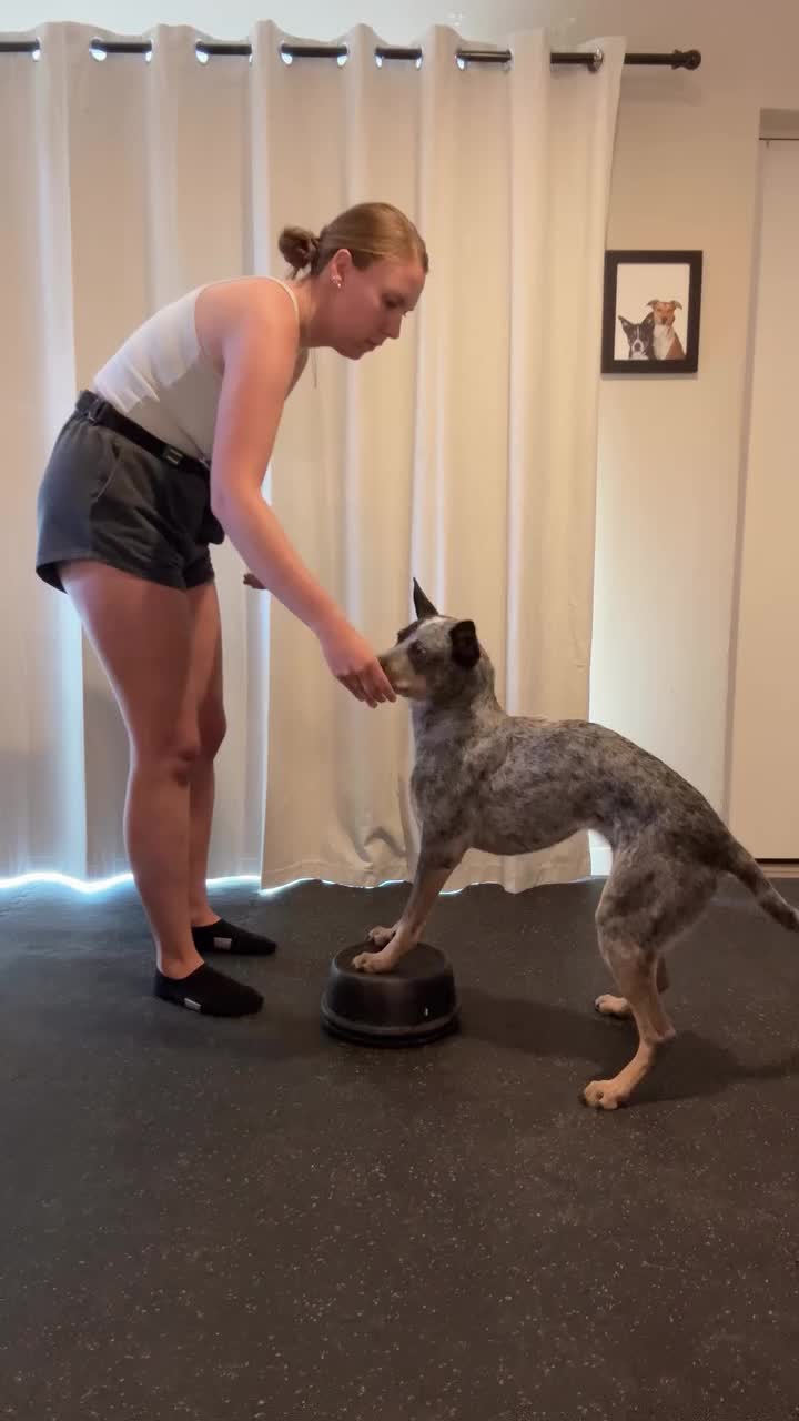 @Marissa | K9 Fitness Coach 🐾