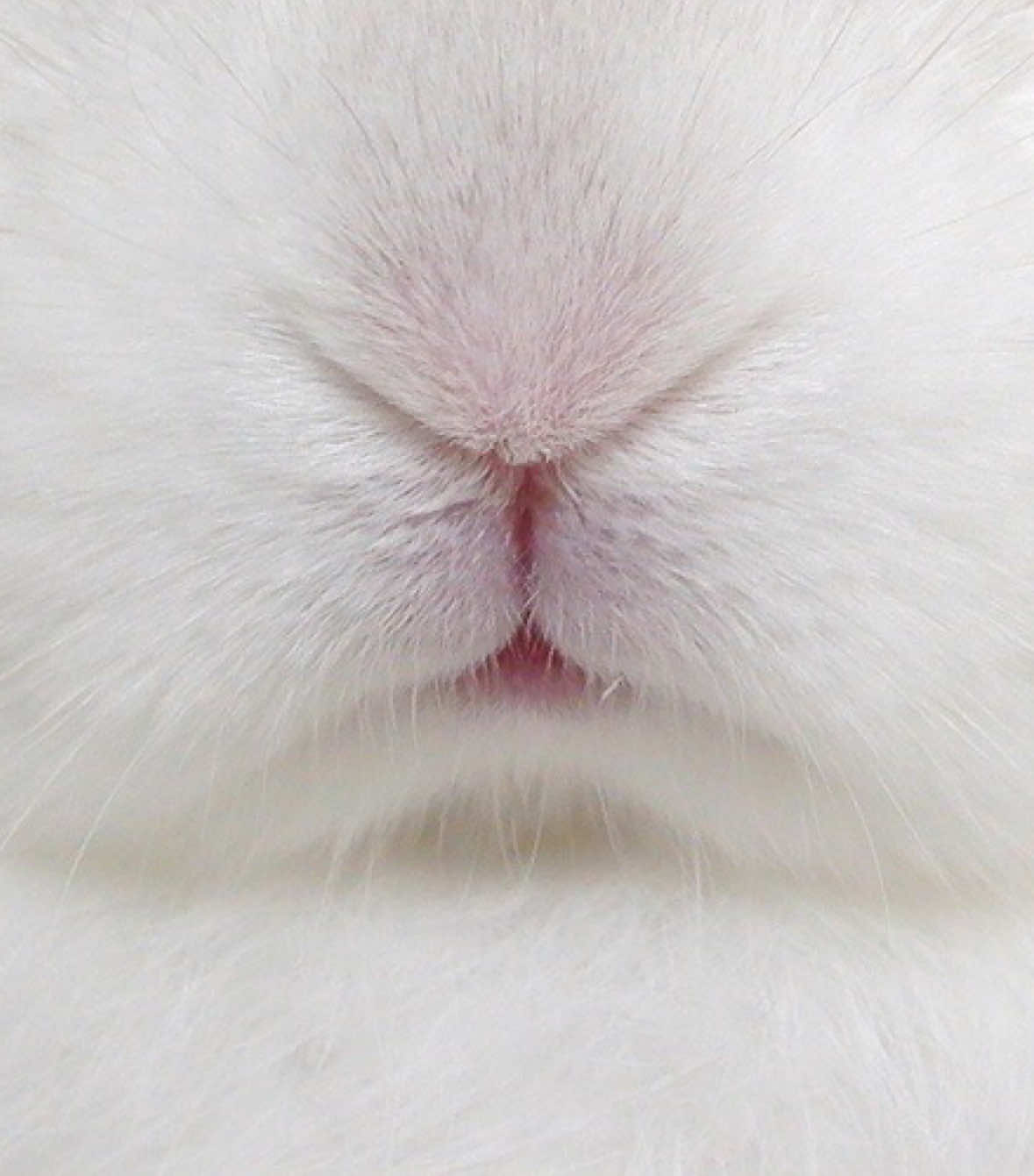 @˗ˋˏ l&iacute;&alpha;ղ&alpha; ♡'s ժҽԵҽcԵ&iacute;ѵҽs!ˎˊ˗