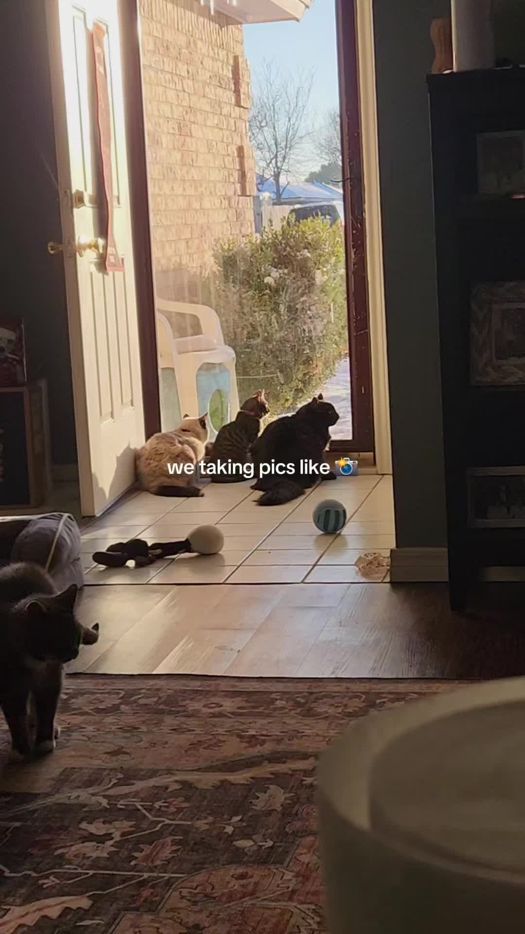 @crazycatcrew