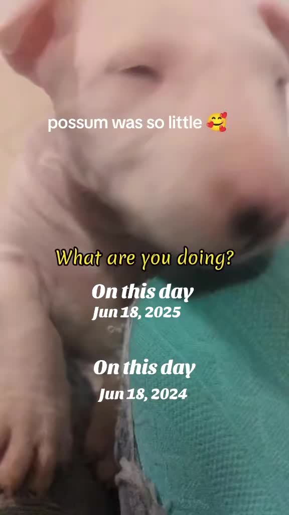 @jessibarbiesbullterrier