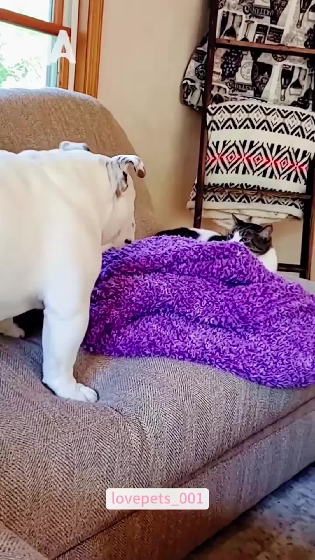 @Cute Pets TV