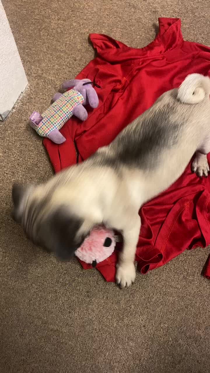 @Puggo ❤️