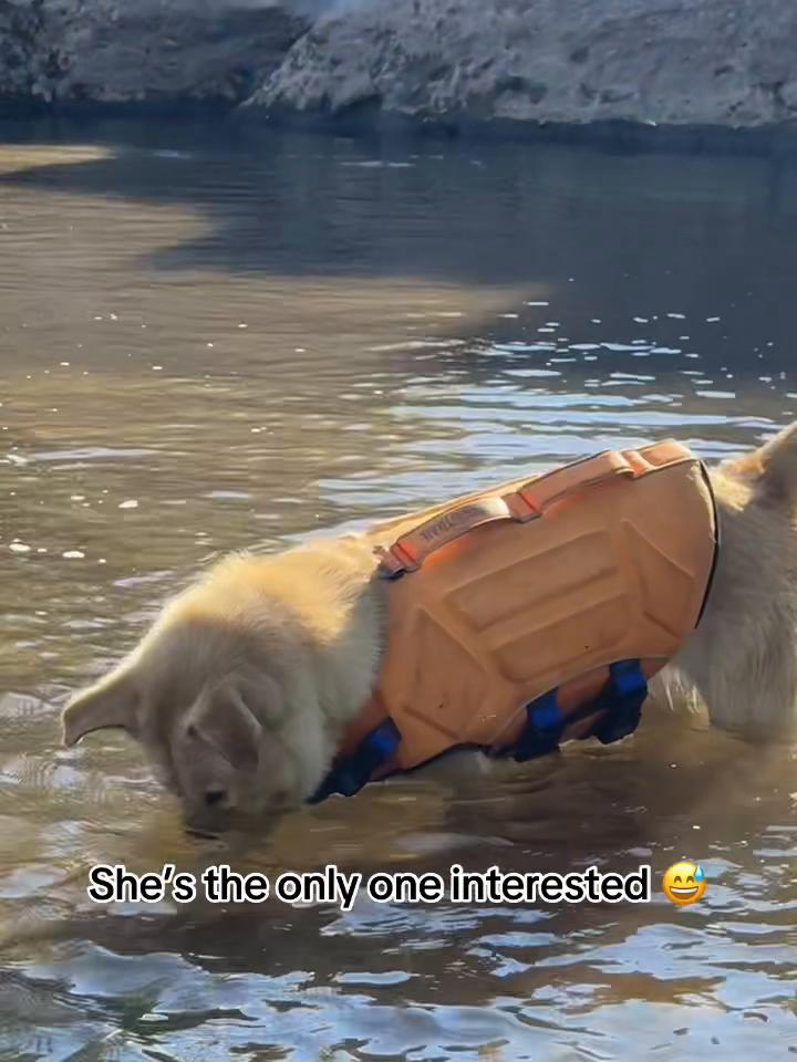 @Blond Wolf novelties